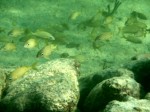 cieloestrellas reef1.jpg